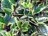 ILEX aquifolium 'Golden van Tol' 