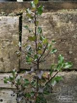 ILEX x meserveae 'Blue Angel' 