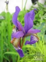IRIS siberica 'Blue King' 