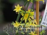 JASMINUM nudiflorum JASMINUM nudiflorum
