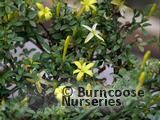JASMINUM parkeri  