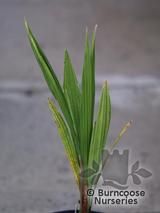 JUBAEA chilensis  