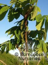 JUGLANS ailanthifolia JUGLANS ailanthifolia