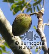 JUGLANS cineria  