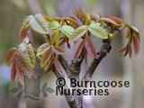 JUGLANS regia JUGLANS regia