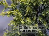 JUNIPERUS chinensis 'Aurea'  
