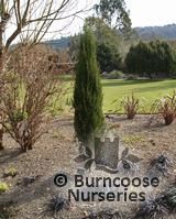 JUNIPERUS virginiana 'Blue Arrow' JUNIPERUS virginiana 'Blue Arrow'