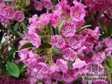 KALMIA angustifolia 'Rubra'  