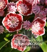 KALMIA latifolia 'Minuet' KALMIA latifolia 'Minuet'