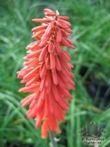 KNIPHOFIA 'Nancy's Red'  