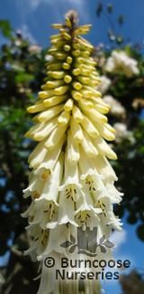 KNIPHOFIA 'Little Maid' KNIPHOFIA 'Little Maid'