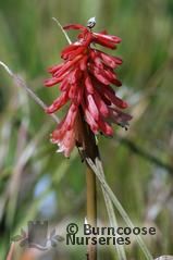 KNIPHOFIA 'Strawberries and Cream'  