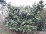 LAURUS nobilis  