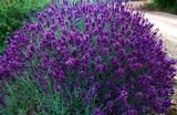 LAVANDULA angustifolia 'Hidcote' 