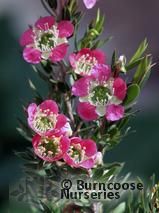 LEPTOSPERMUM karo 'Pearl Star' 