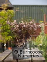LEPTOSPERMUM scoparium nanum 'Kea' LEPTOSPERMUM scoparium nanum 'Kea'