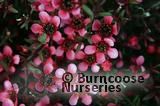 LEPTOSPERMUM scoparium nanum 'Kiwi'