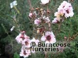 LEPTOSPERMUM scoparium 'Blossom' LEPTOSPERMUM scoparium 'Blossom'