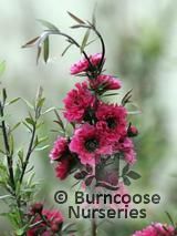 LEPTOSPERMUM scoparium 'Red Damask' LEPTOSPERMUM scoparium 'Red Damask'