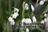 LEUCOJUM aestivum LEUCOJUM aestivum