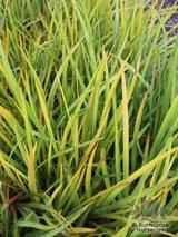 LIBERTIA ixioides  