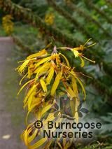 LIGULARIA przewalskii  