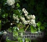 LIGUSTRUM japonicum 'Rotundifolium' LIGUSTRUM japonicum 'Rotundifolium'