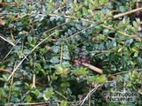 LONICERA nitida  