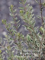 LONICERA nitida 'Silver Beauty' 
