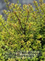 LONICERA nitida 'Baggesen's Gold' 