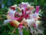 LONICERA periclymenum 'Belgica' 
