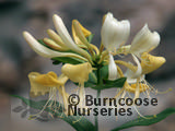 LONICERA periclymenum 'Graham Thomas' 