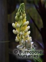 LUPINUS Herbaceous 'Chandelier' LUPINUS Herbaceous 'Chandelier'