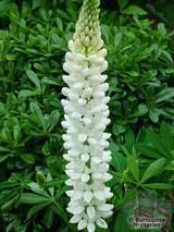 LUPINUS Herbaceous 'Noble Maiden' LUPINUS Herbaceous 'Noble Maiden'