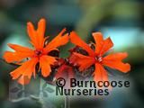 LYCHNIS LYCHNIS