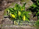 LYSICHITON americanus LYSICHITON americanus
