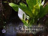 LYSICHITON camtschatcensis LYSICHITON camtschatcensis