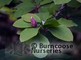 MAGNOLIA acuminata  
