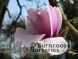 MAGNOLIA 'Atlas' MAGNOLIA 'Atlas'