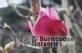 MAGNOLIA 'Aurora'  