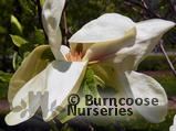 MAGNOLIA 'Banana Split' MAGNOLIA 'Banana Split'