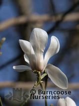 MAGNOLIA biondii MAGNOLIA biondii
