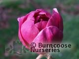 MAGNOLIA 'Black Tulip' MAGNOLIA 'Black Tulip'