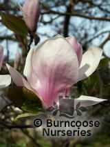 MAGNOLIA x soulangeana 'Burgundy' 