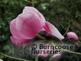 MAGNOLIA 'Caerhays Belle'  