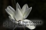 MAGNOLIA campbellii 'Alba' 