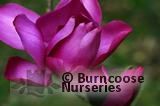 MAGNOLIA campbellii subsp. mollicomata 'Lanarth' 