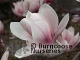 MAGNOLIA 'Candy Cane' MAGNOLIA 'Candy Cane'