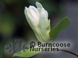 MAGNOLIA 'Carlos'  