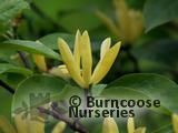 MAGNOLIA 'Daphne' MAGNOLIA 'Daphne'